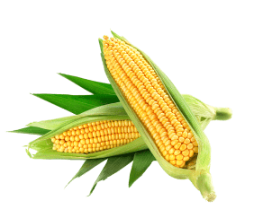 Corn